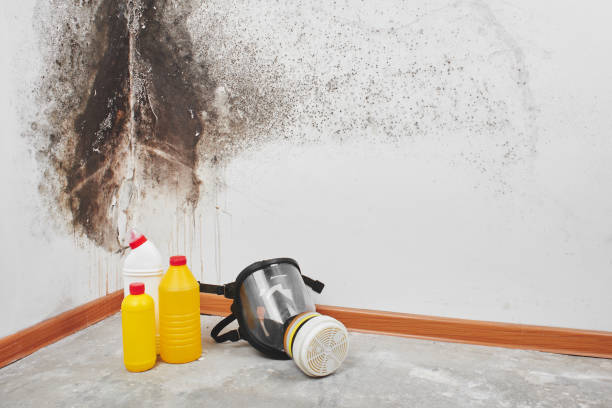 Best Basement Mold Removal  in Leo Cedarville, IN